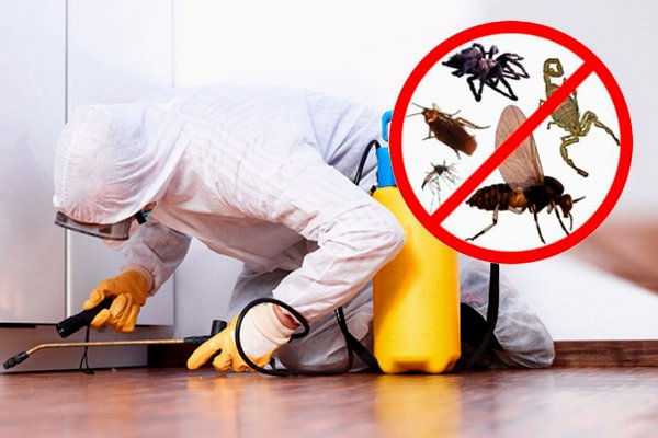 Fumigación de Cucarachas