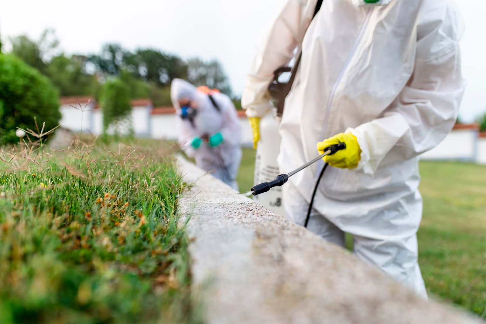 fumigacion de hormigas