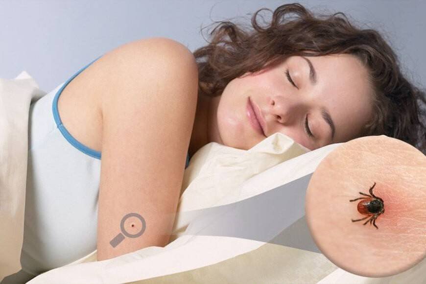 fumigadores de chinches